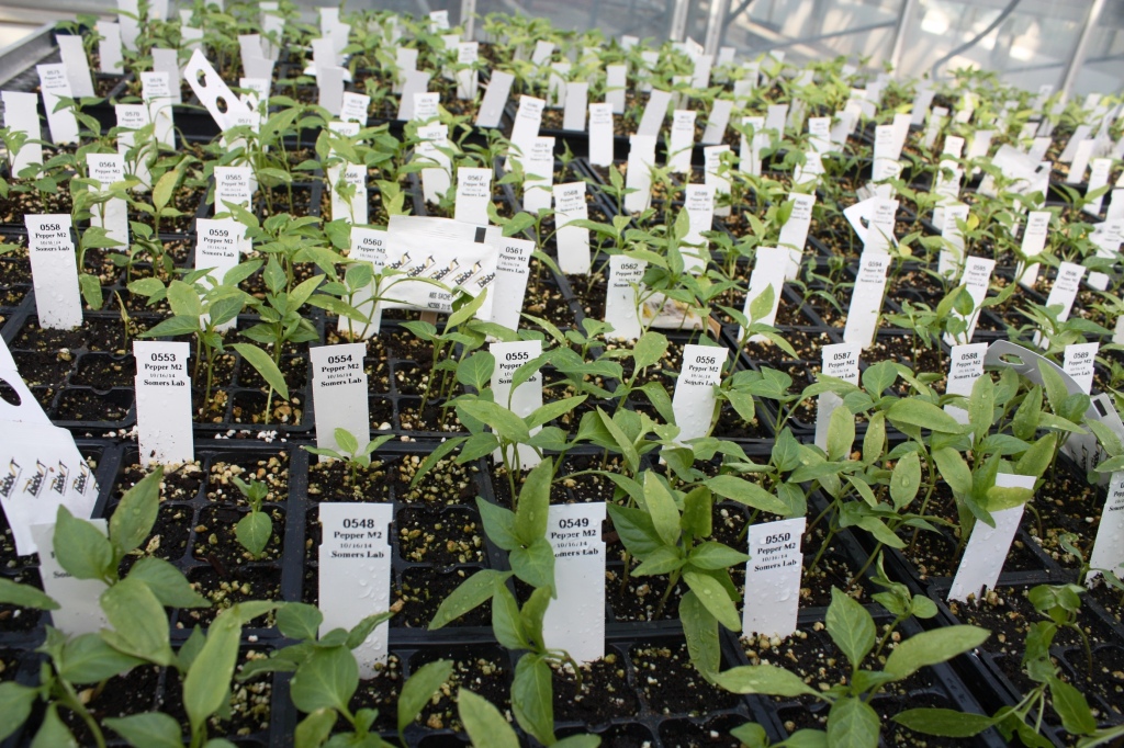 Pepper-plants-growing-in-the-Vineland-greenhouse-media-1024x682.jpg